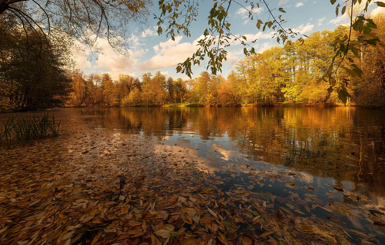 Photo wallpaper autumn, leaves, lake