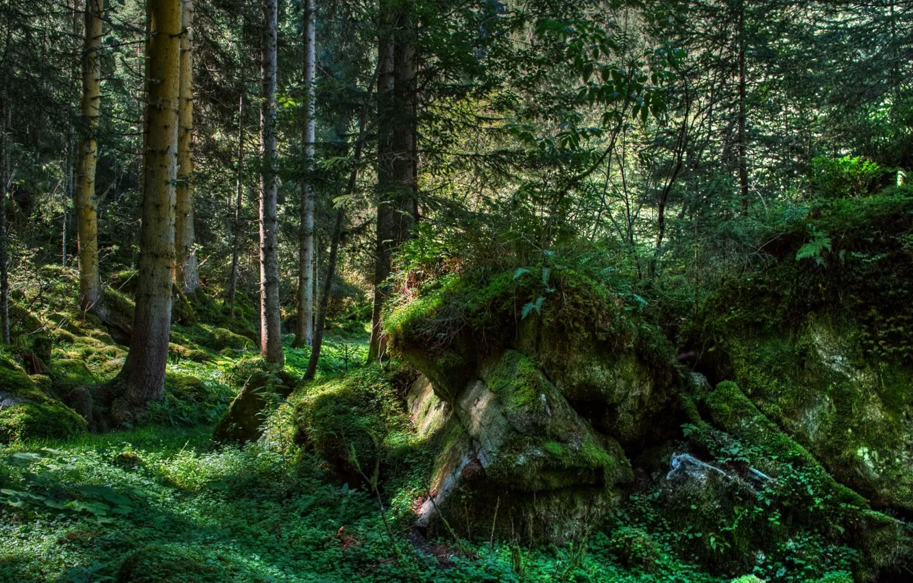 Photo wallpaper forest, trees, nature, stones
