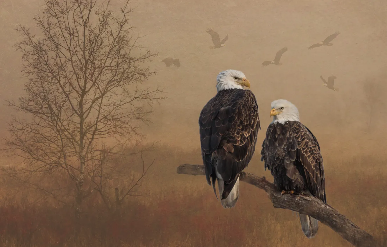 Photo wallpaper nature, treatment, bald eagle, bald eagles