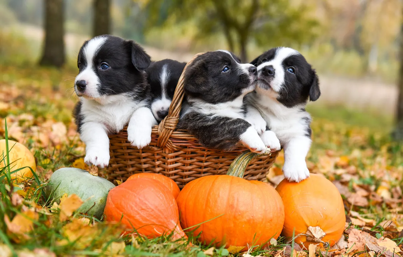 Photo wallpaper autumn, dogs, grass, look, nature, pose, Park, together