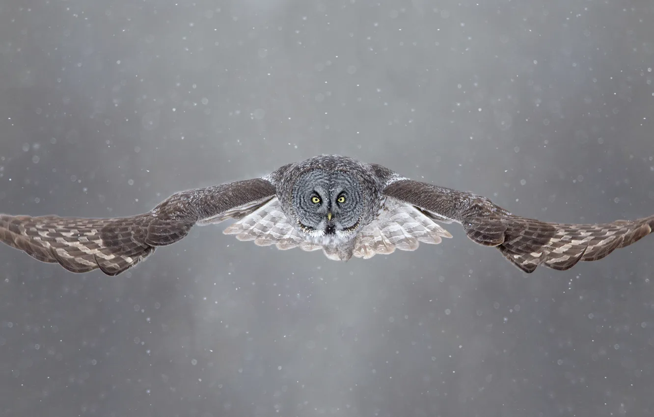 Photo wallpaper winter, eyes, snow, flight, owl, wings, open wings, wildlife