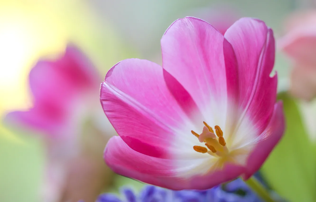 Photo wallpaper macro, petals, tulips, bokeh