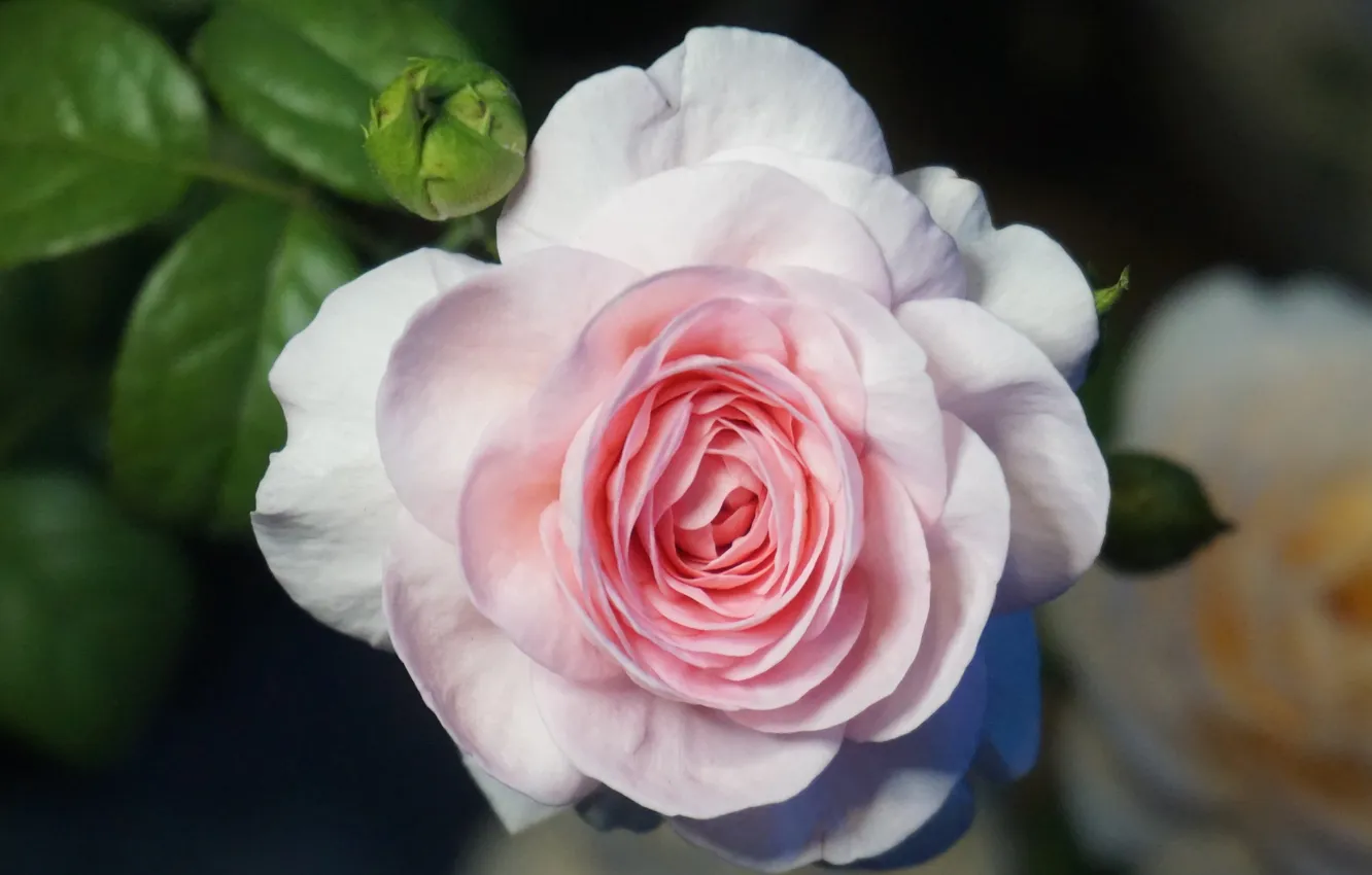 Photo wallpaper leaves, macro, light, flowers, the dark background, roses, pink
