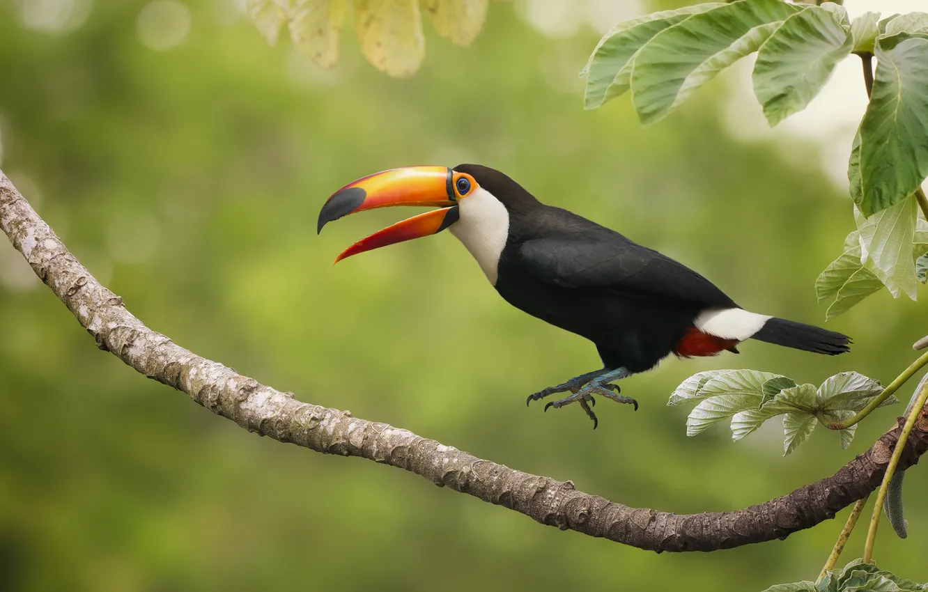 Photo wallpaper jump, bird, branch, Toucan