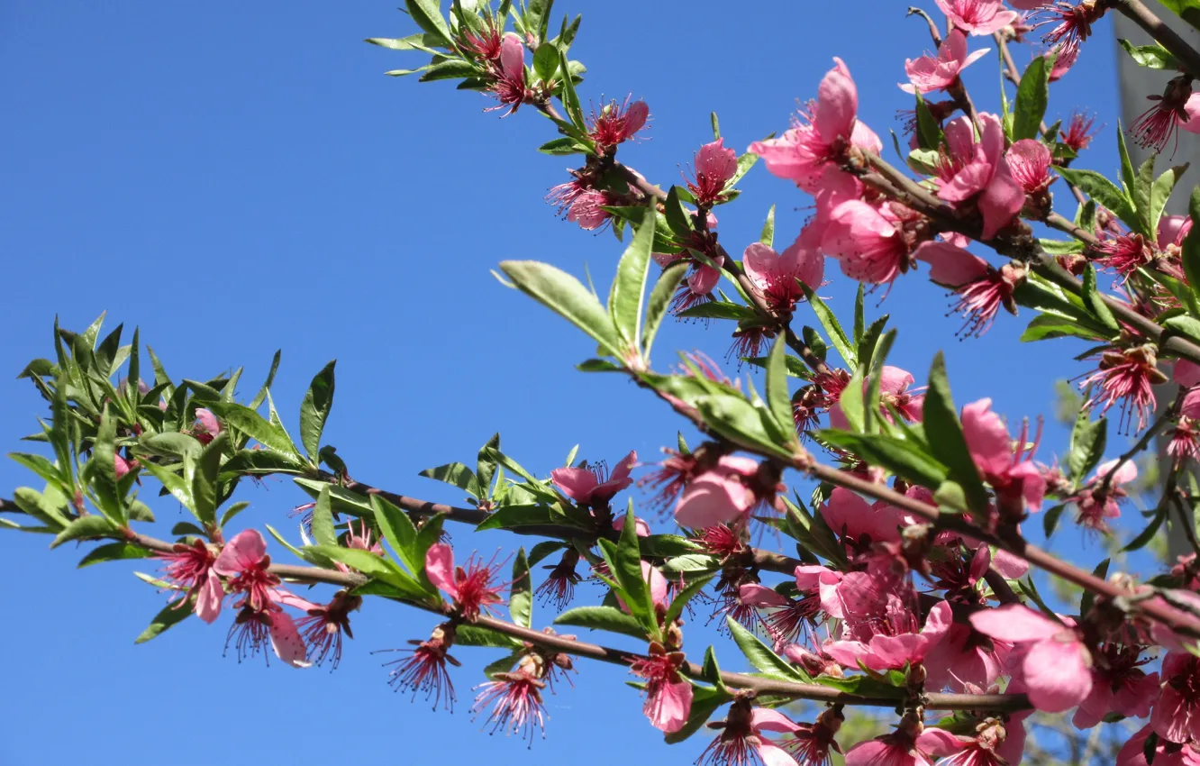 Photo wallpaper the sky, April, peaches, spring 2018, Meduzanol ©