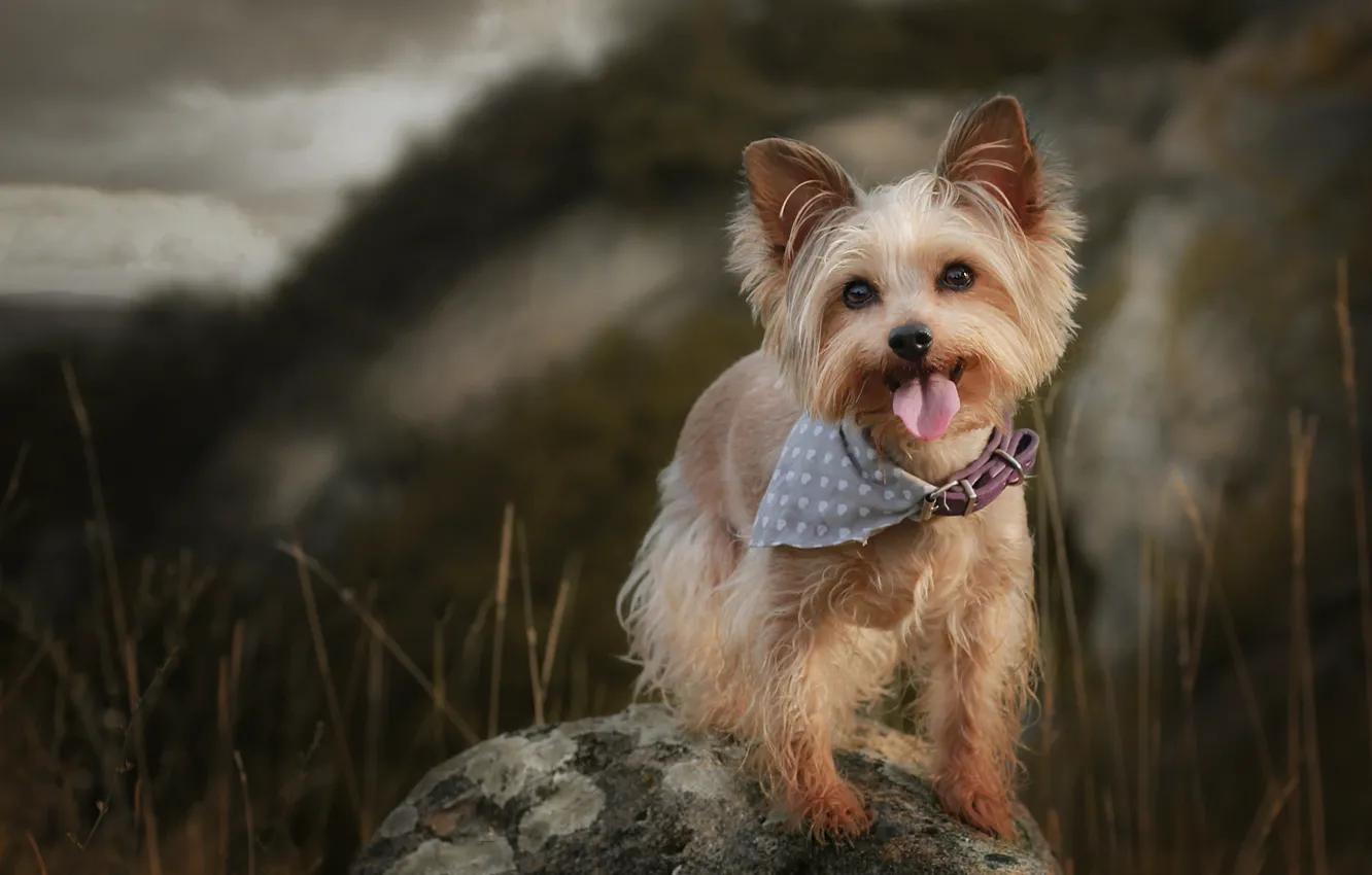 Photo wallpaper language, grass, look, mountains, nature, stones, dog, collar