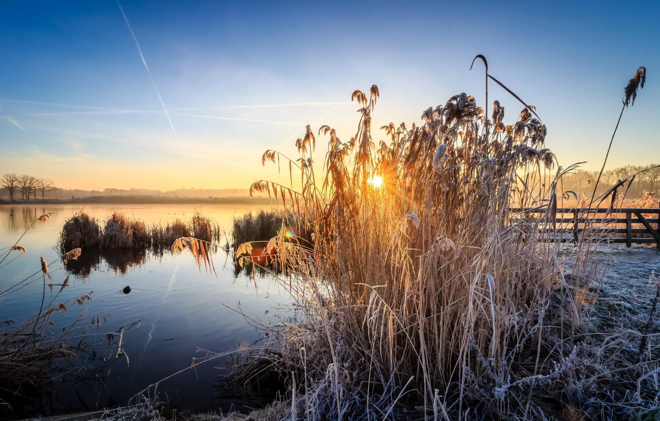 Photo wallpaper the sky, sunset, reed