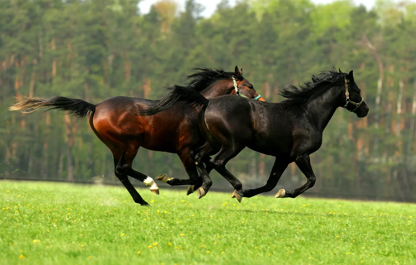 Photo wallpaper greens, field, forest, summer, grass, nature, horse, lawn