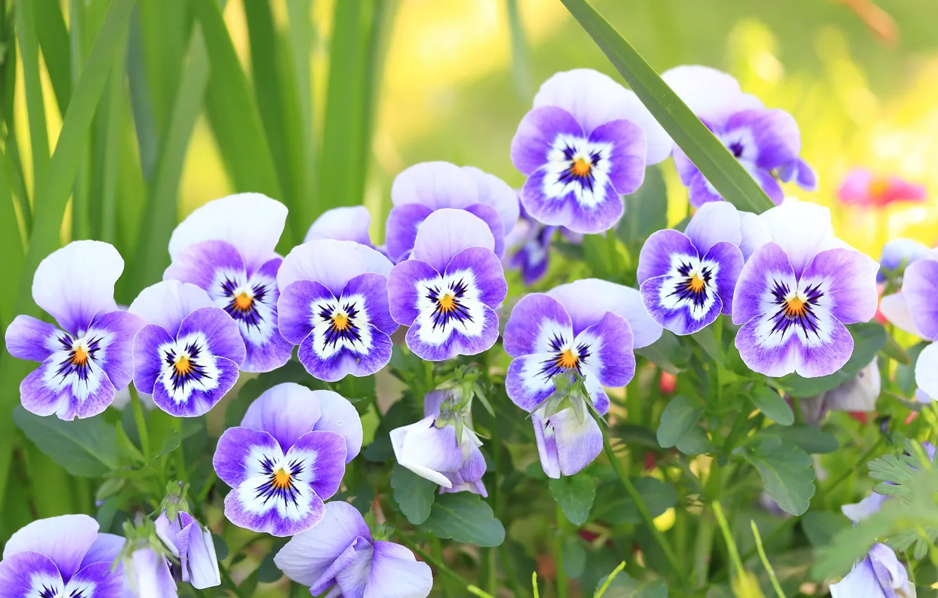 Photo wallpaper Pansy, flowerbed, viola