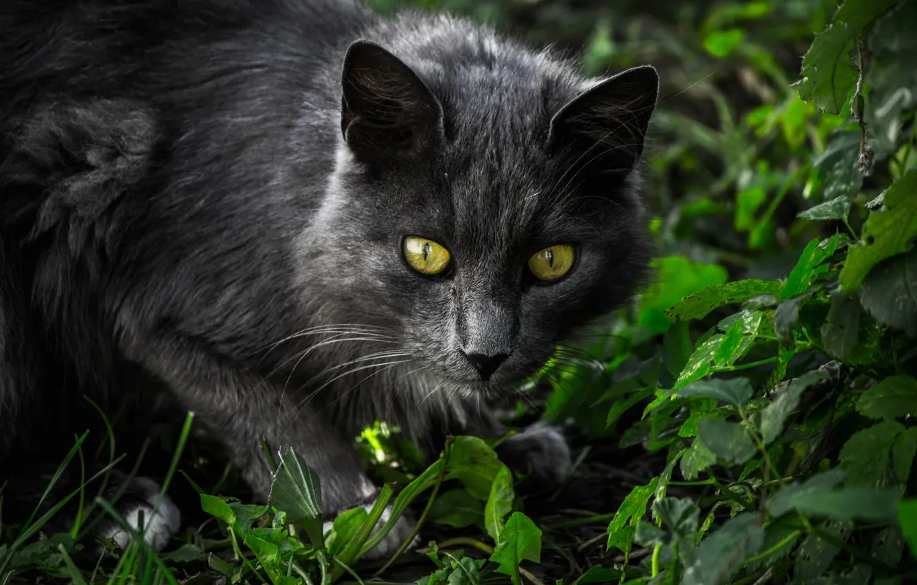 Photo wallpaper cat, grass, eyes, cat, look, face
