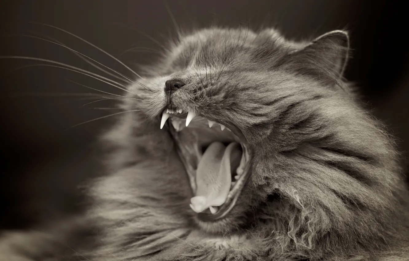 Photo wallpaper cat, animal, wool, fangs, home, SIVET