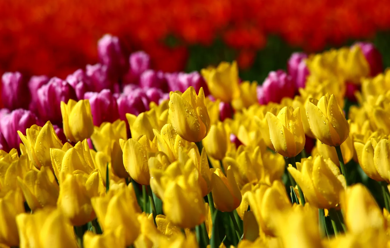 Photo wallpaper field, drops, yellow, bright, spring, garden, tulips, pink