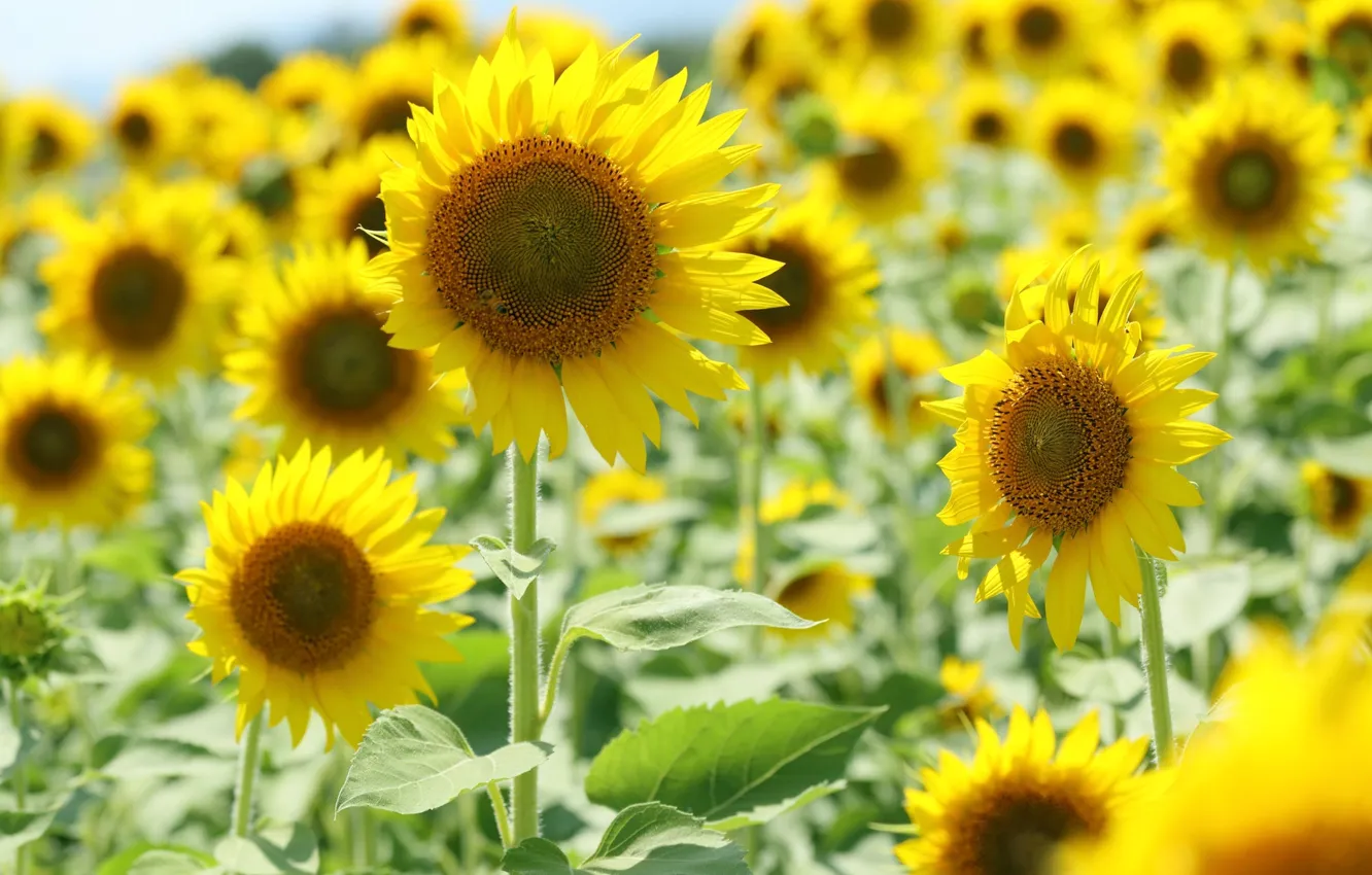 Photo wallpaper field, the sun, sunflowers, flowers, yellow, background, Wallpaper, wallpaper