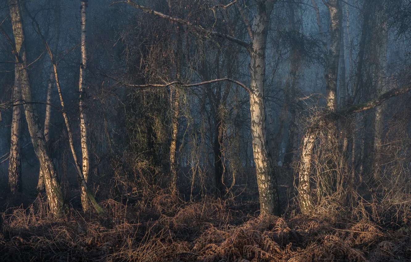 Photo wallpaper trees, thickets, birch