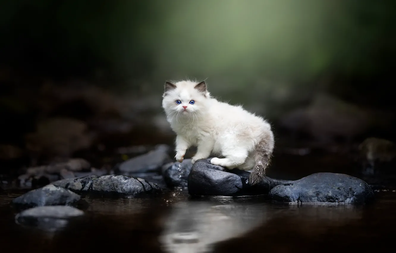 Photo wallpaper cat, white, look, water, nature, pose, the dark background, stones