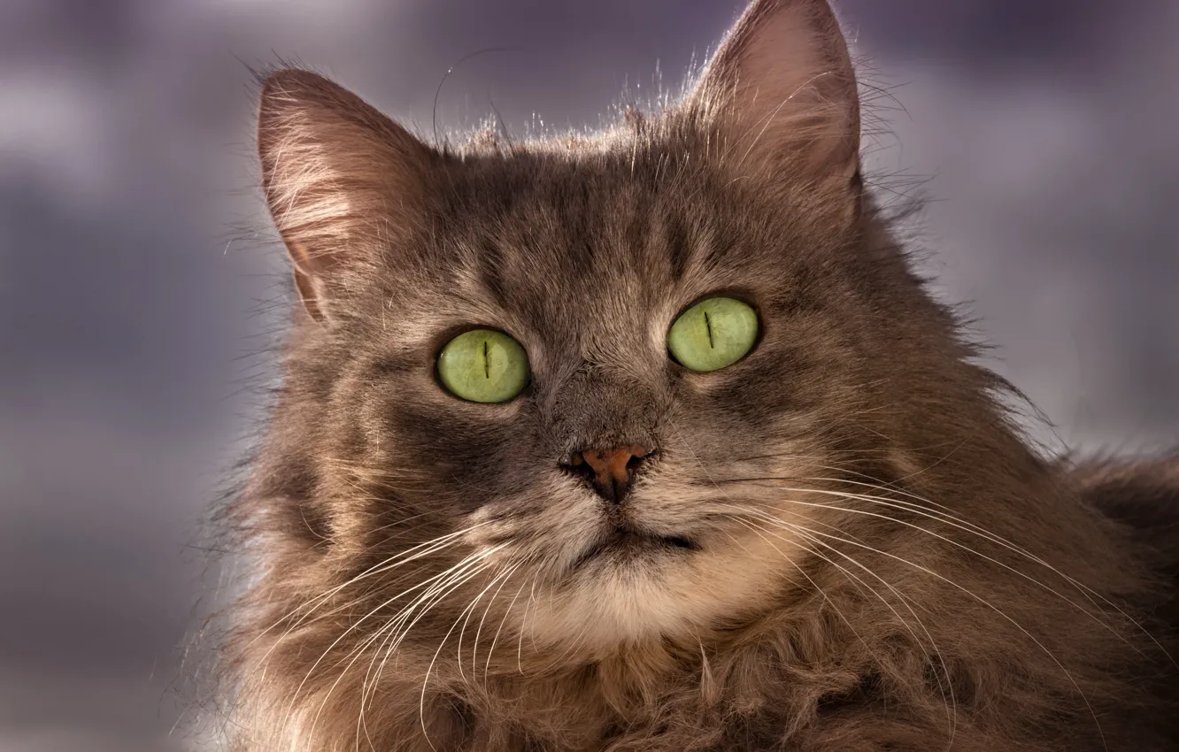 Photo wallpaper cat, cat, look, muzzle
