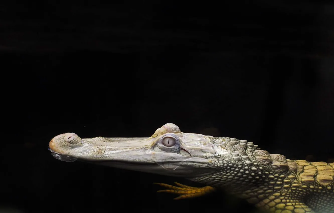 Photo wallpaper water, background, head, Crocodile, albino