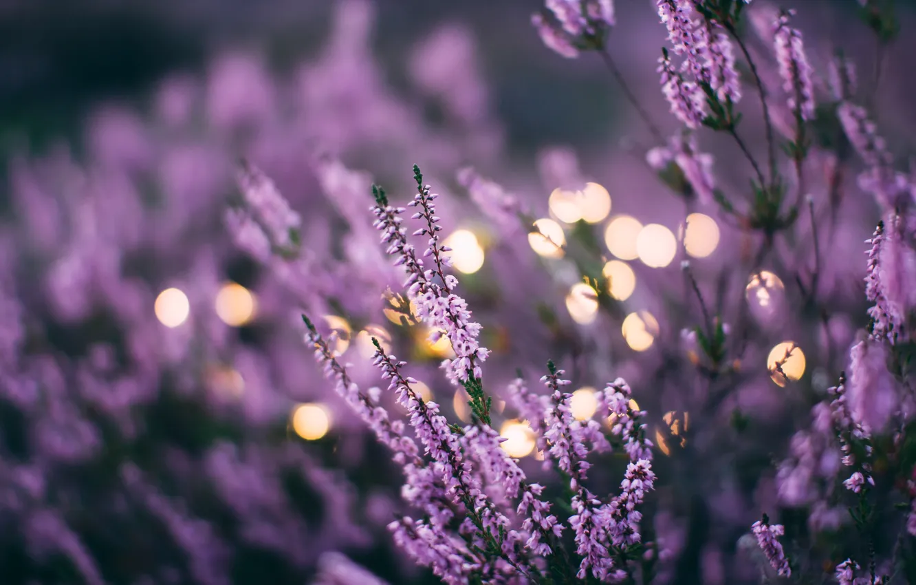 Photo wallpaper flowers, flowers, lavender, bokeh, bokeh, lavender, daiga ellaby