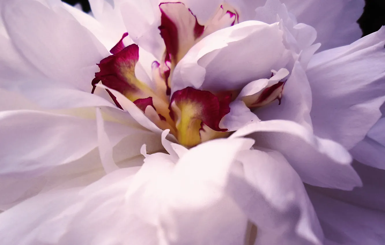 Photo wallpaper white, pink, macro, petals, peony