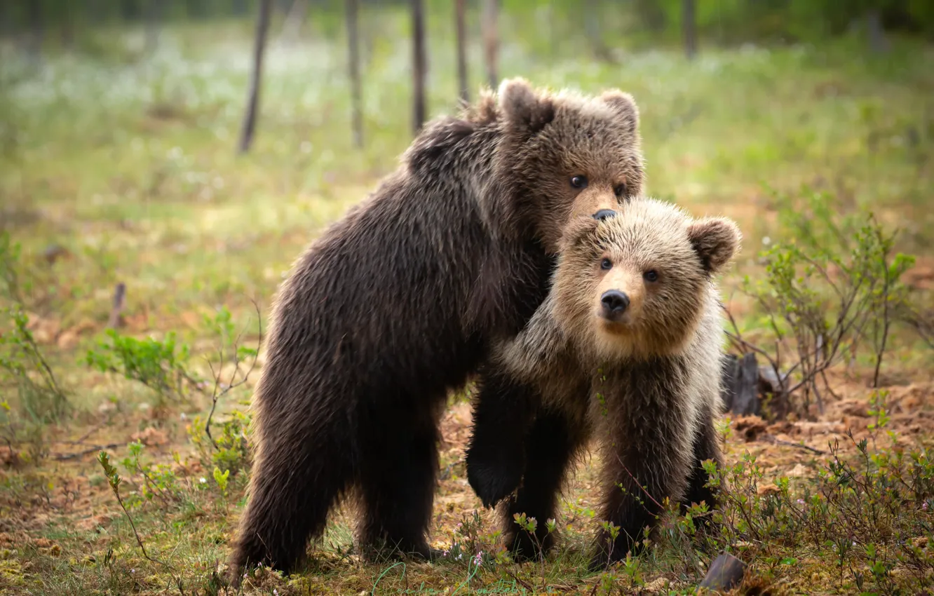 Photo wallpaper forest, baby, bear