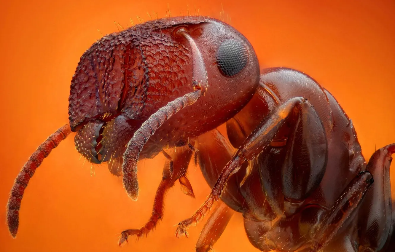 Photo wallpaper macro, ants, insect, Ant
