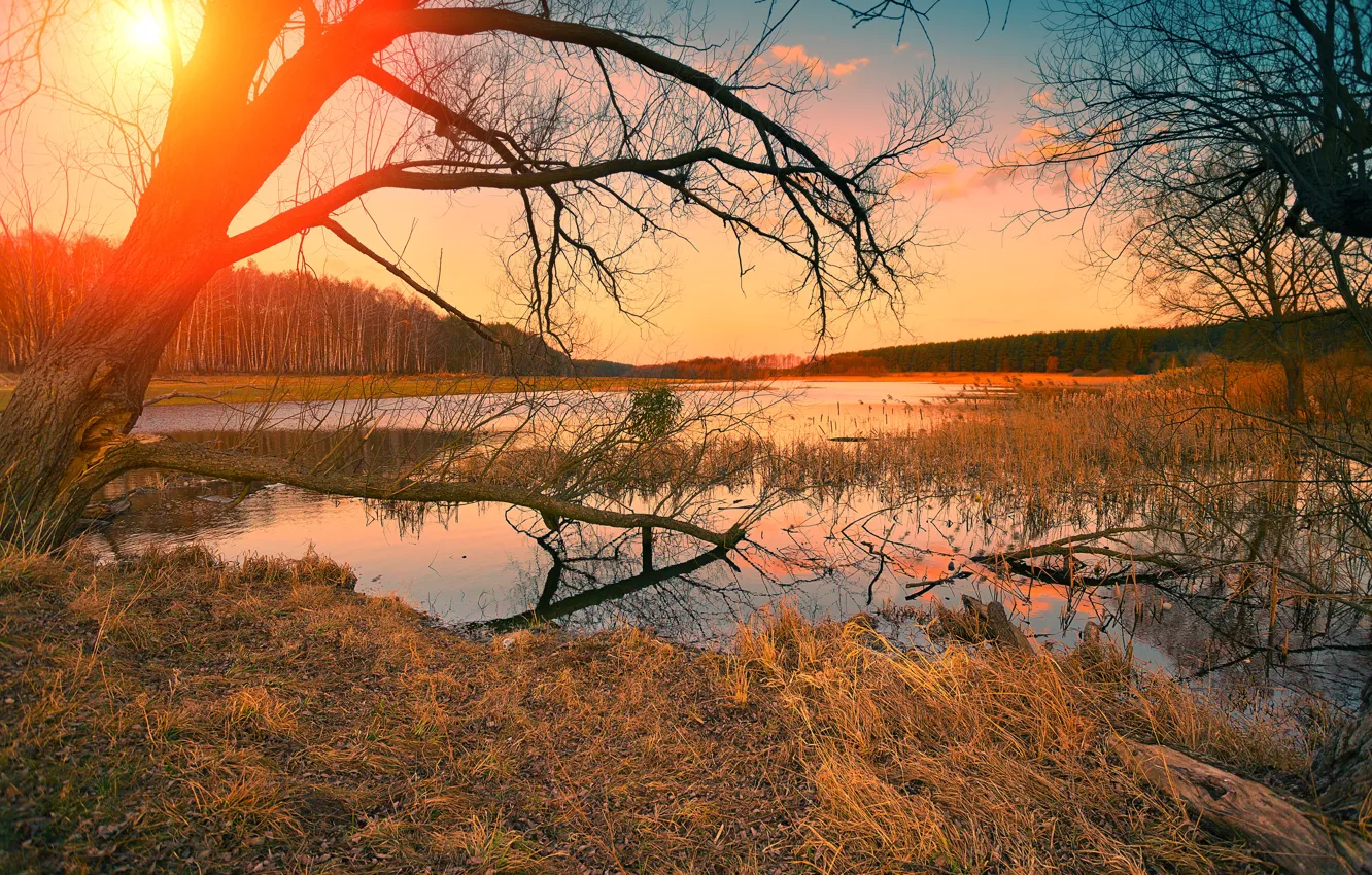 Photo wallpaper autumn, forest, the sky, grass, the sun, trees, river, dawn