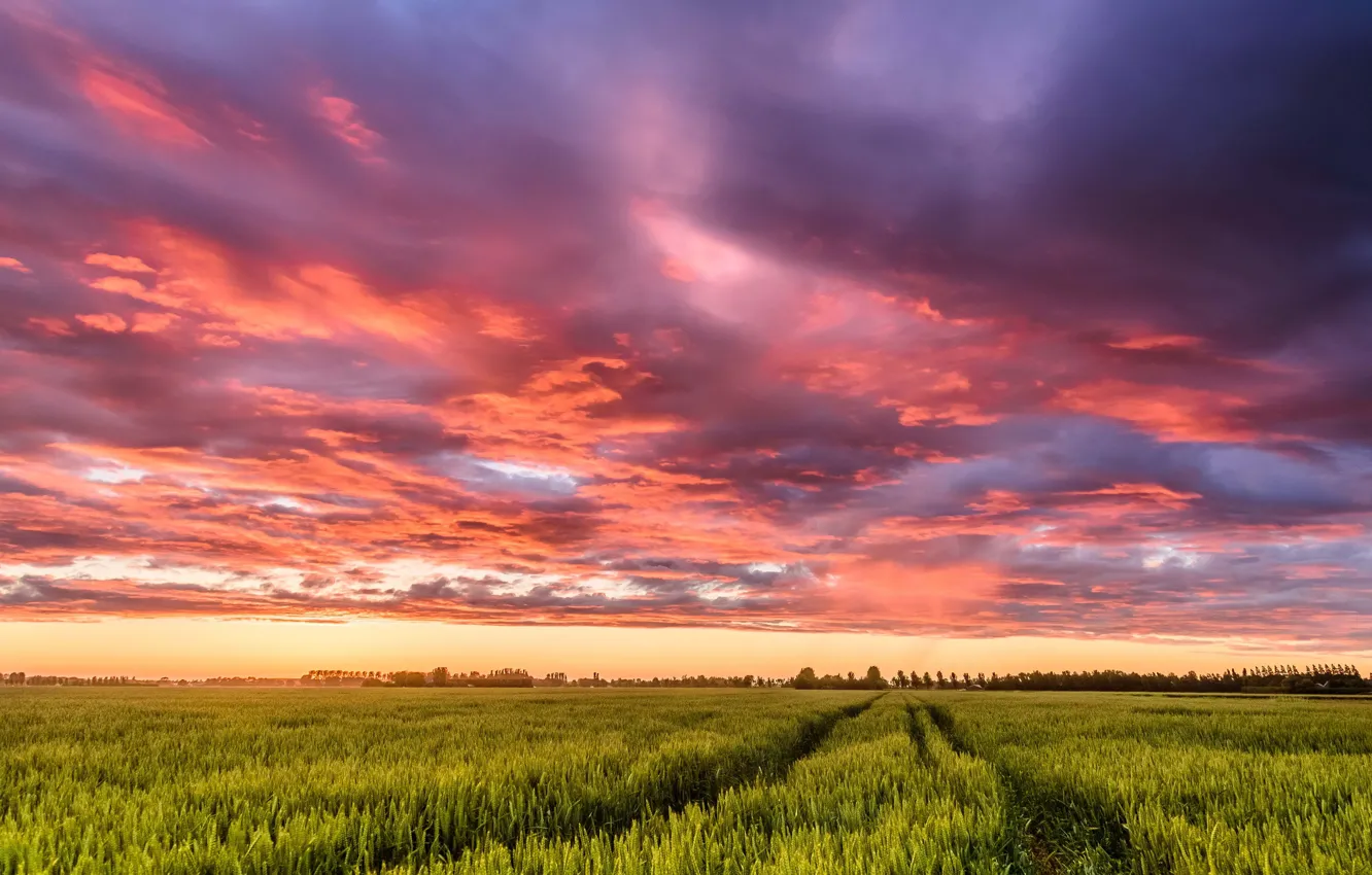 Photo wallpaper field, the sky, clouds, sunset, track, Netherlands