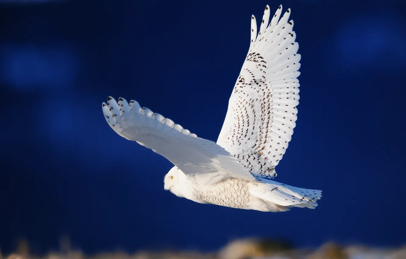 Photo wallpaper white, flight, owl, bird, wings