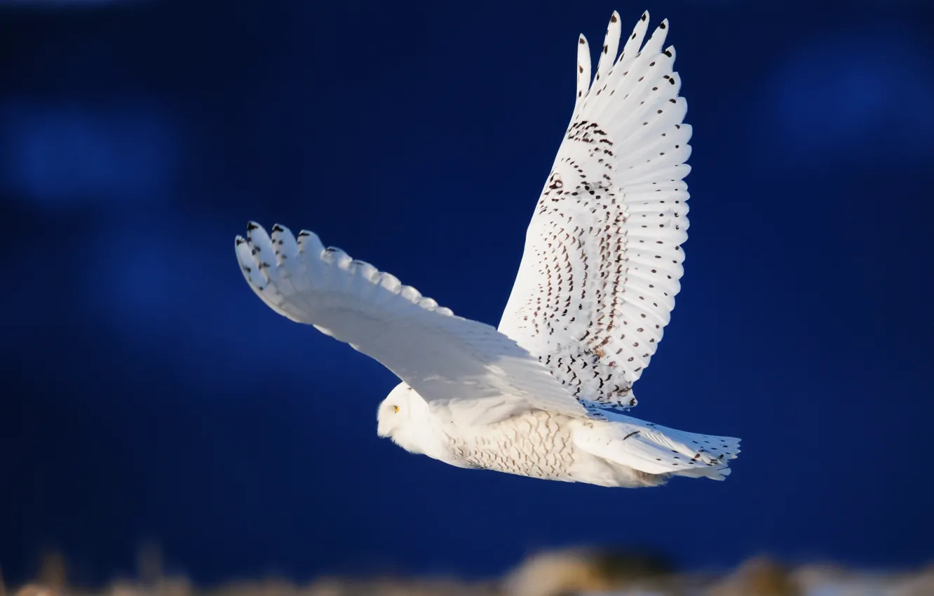 Photo wallpaper owl, bird, wings, white, flight