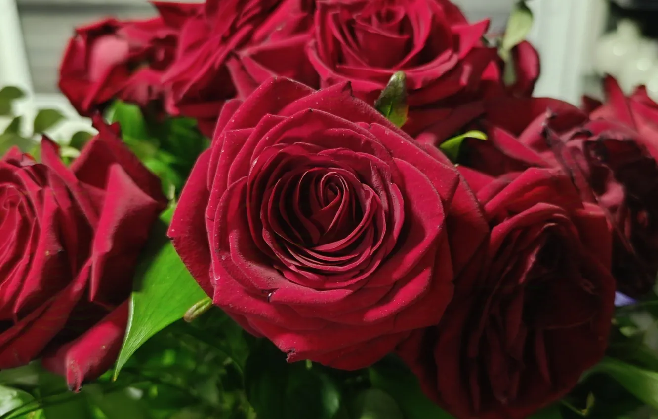 Photo wallpaper flowers, flowers, red roses, red roses