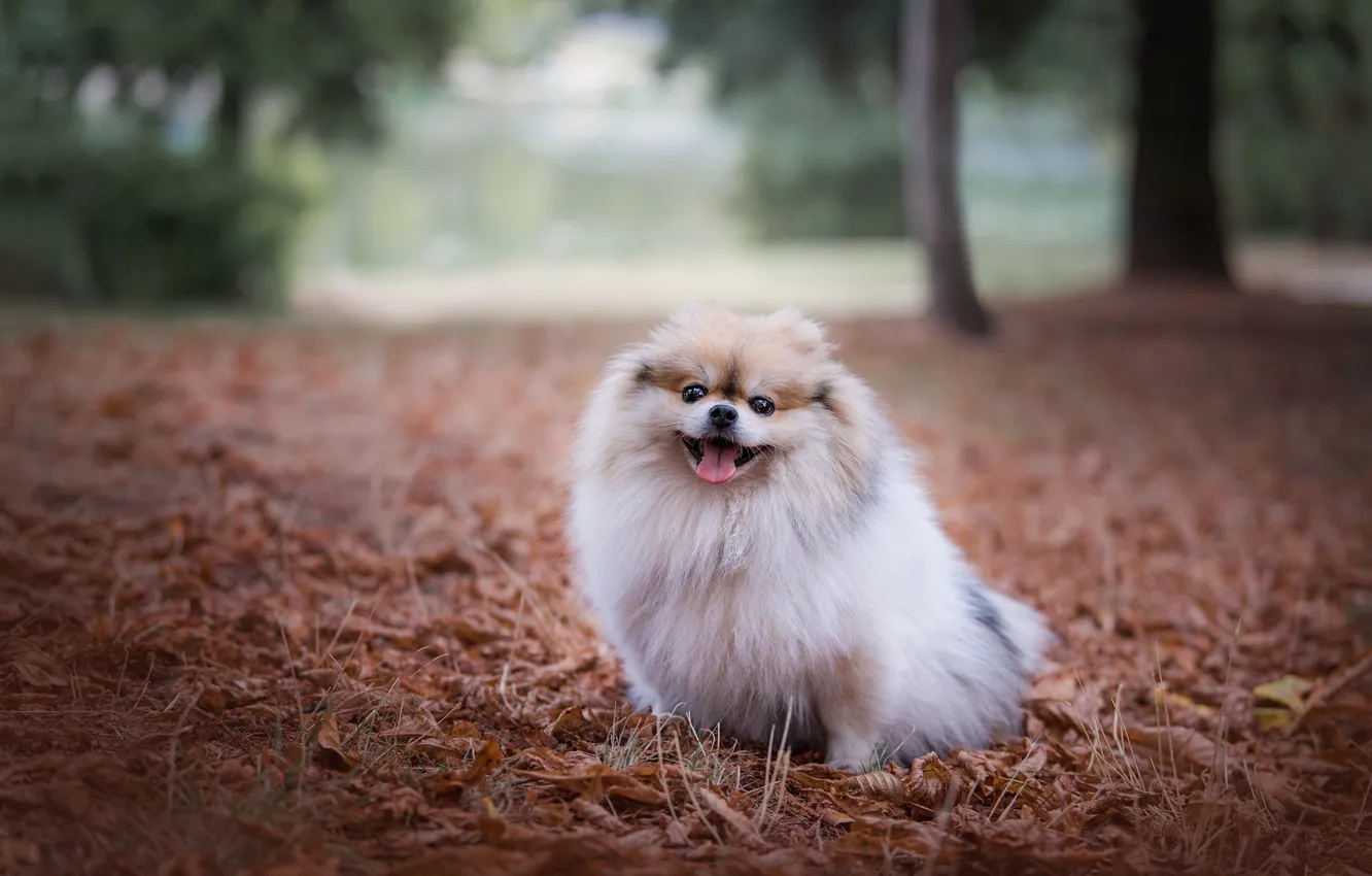 Photo wallpaper look, pose, dog, face, Spitz
