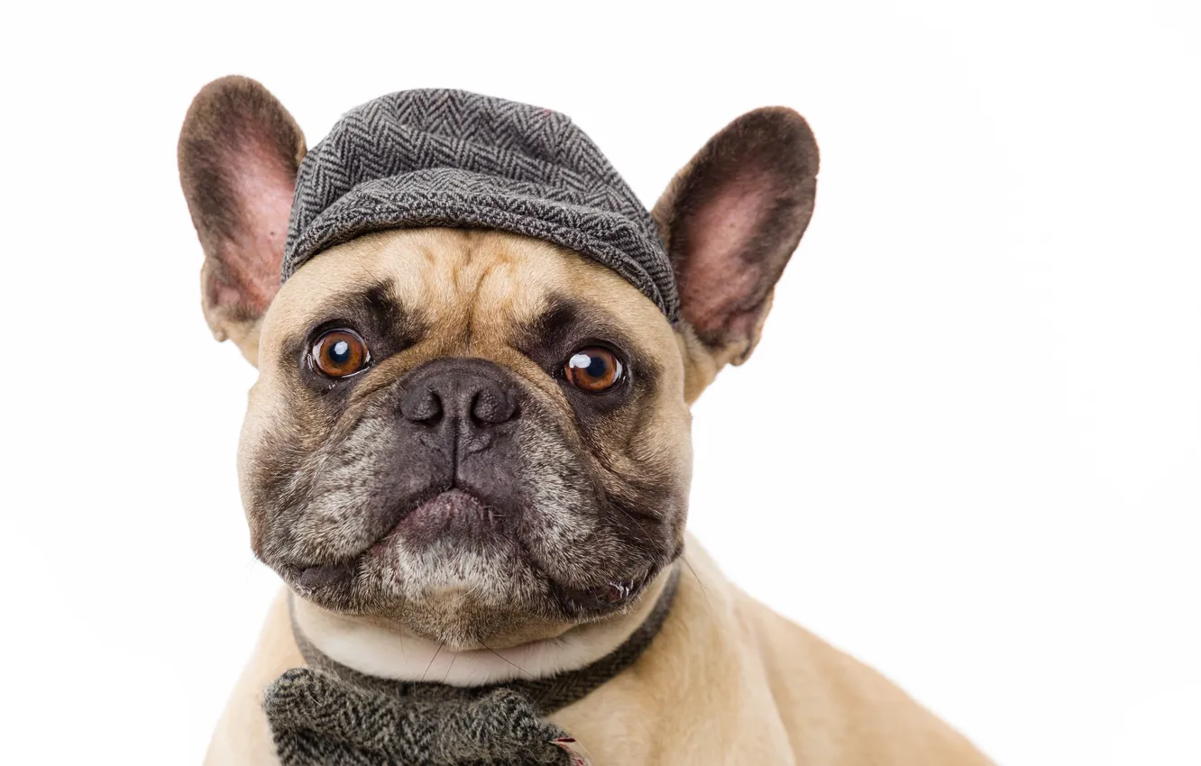 Photo wallpaper dog, look, hat