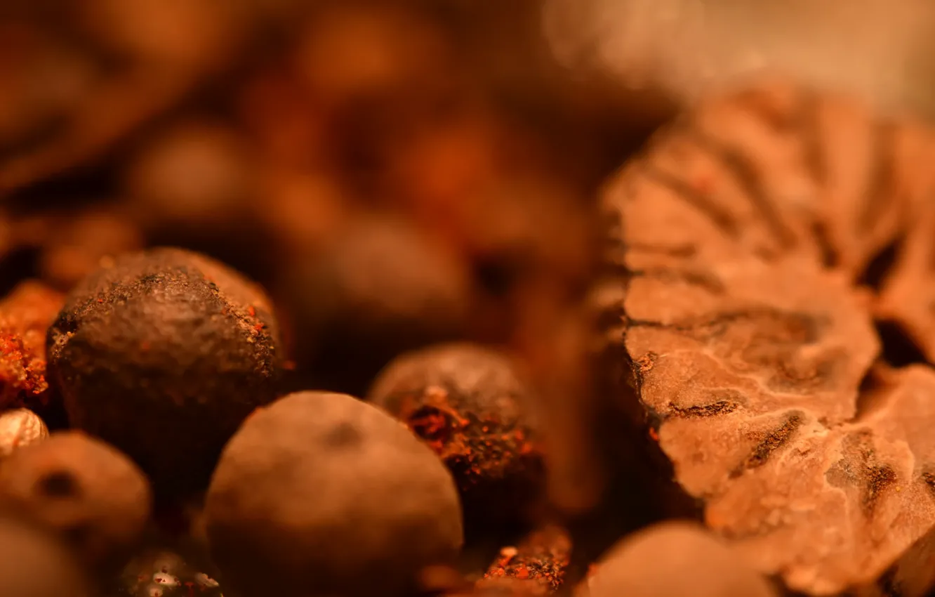 Photo wallpaper macro, tiltshift, Species