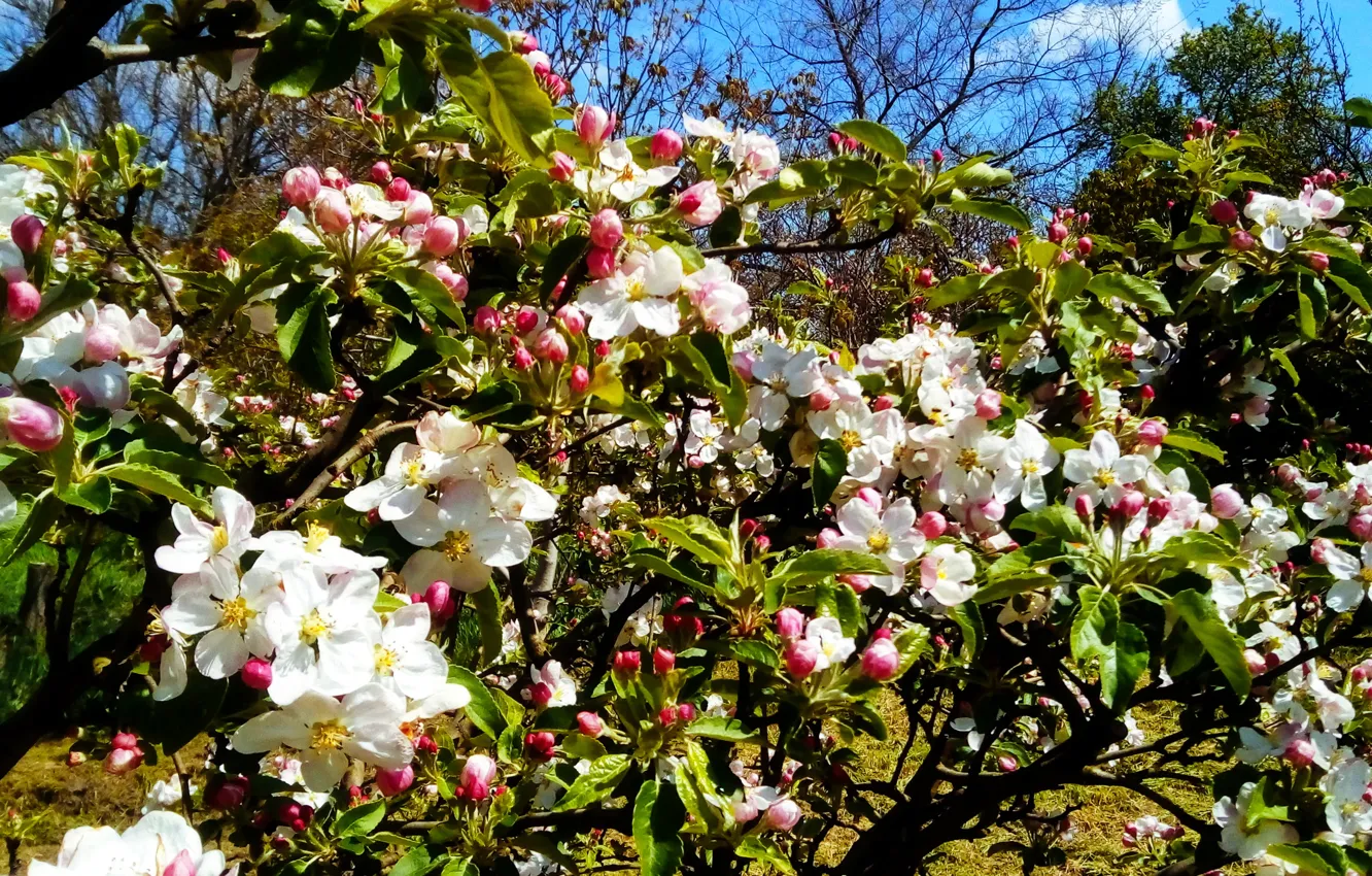 Photo wallpaper sky, spring, apple tree
