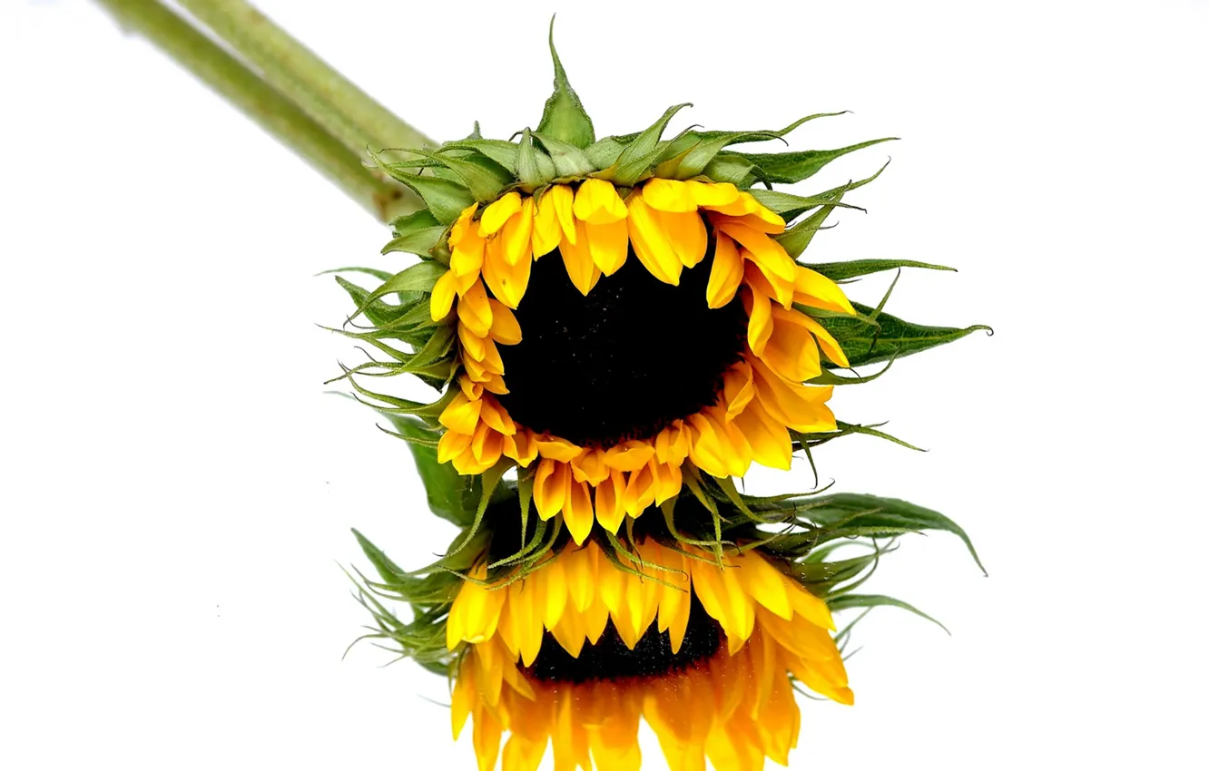 Photo wallpaper reflection, mirror, sunflowers, stalk