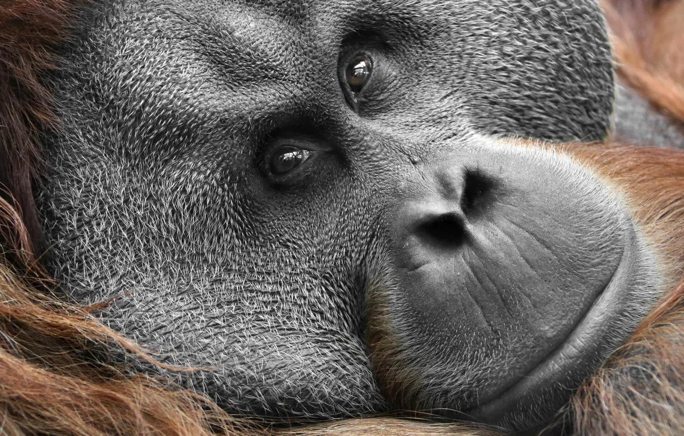 Photo wallpaper look, monkey, Sumatra Orang-Utah