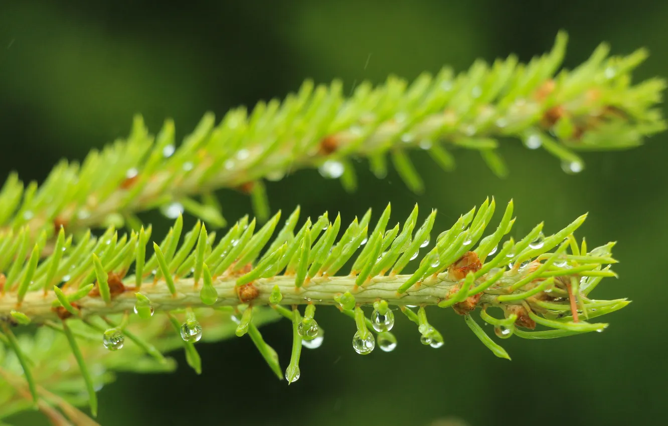 Photo wallpaper drops, spruce, twig