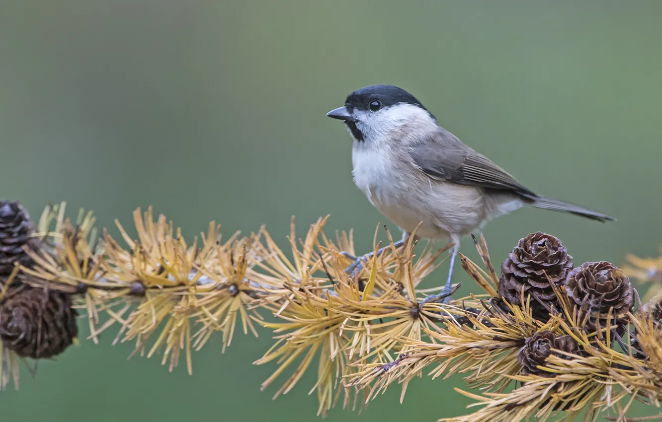 Photo wallpaper branches, bird, tit