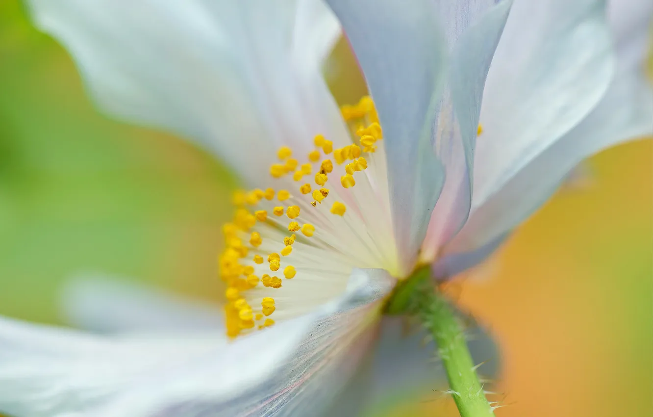 Photo wallpaper flowers, nature, plant, Mac, petals