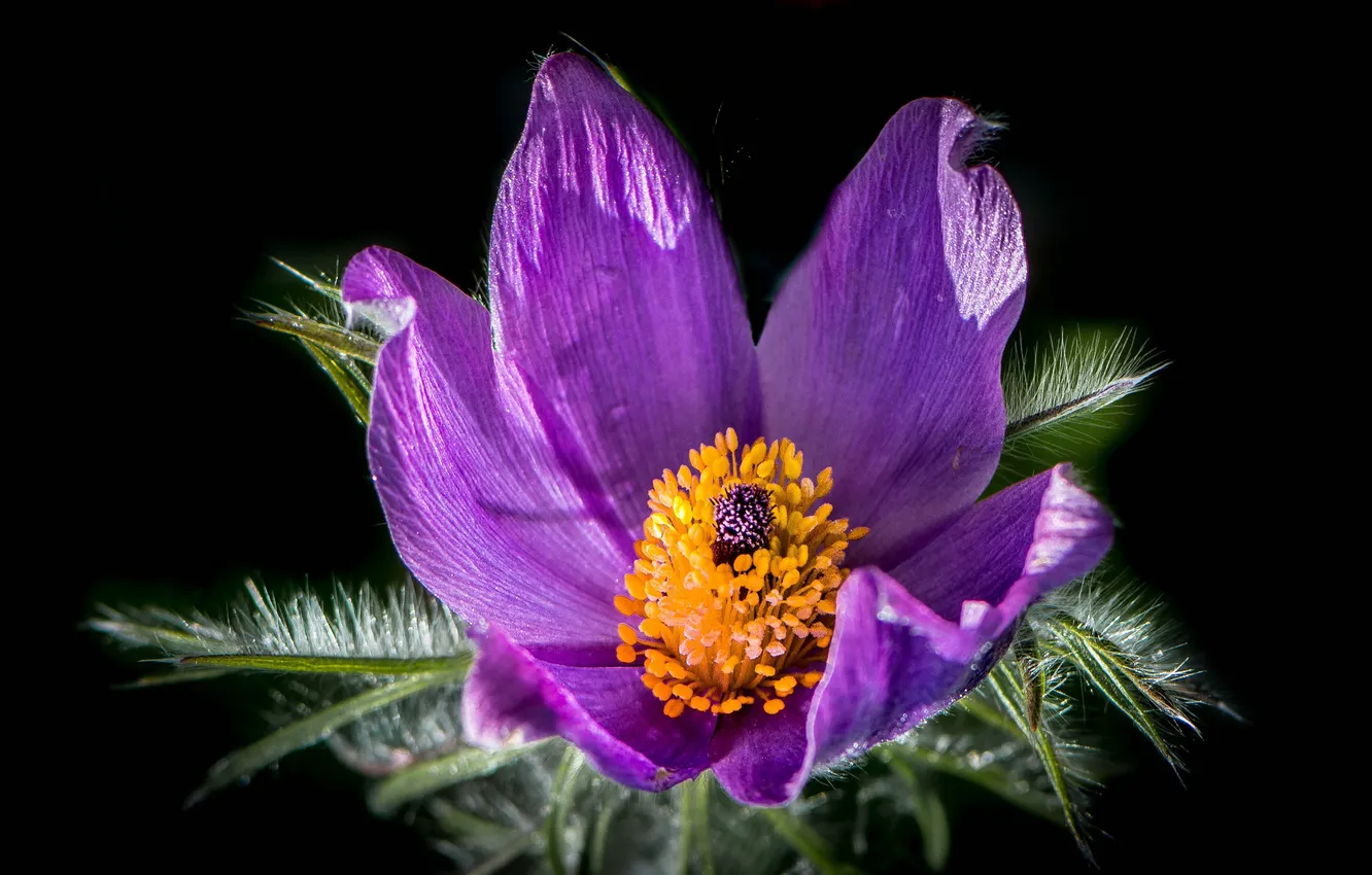 Photo wallpaper flowers, background, petals, stamens