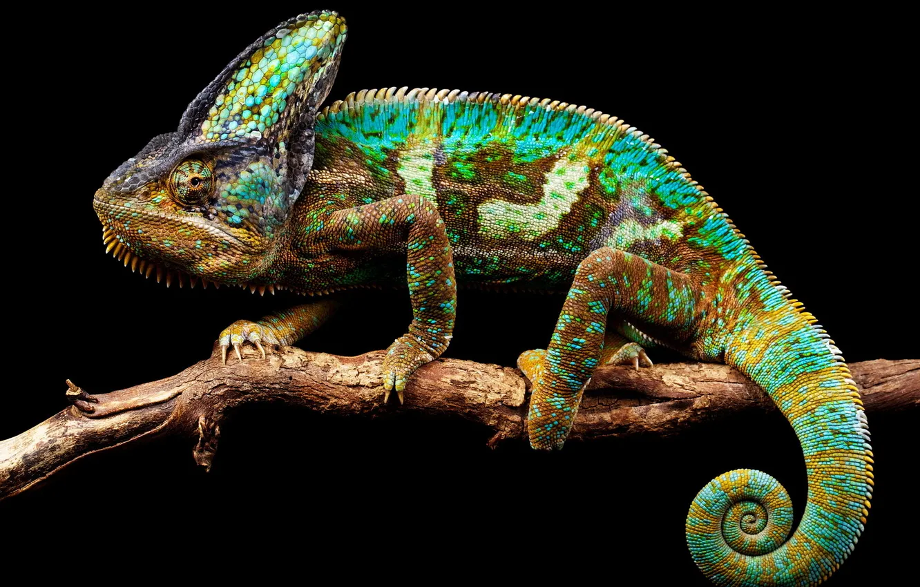 Photo wallpaper nature, chameleon, background
