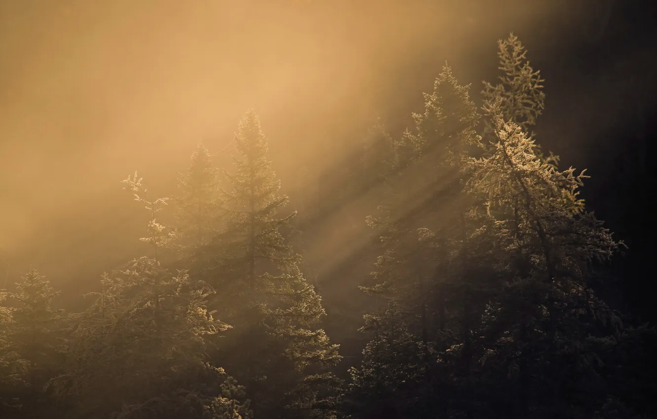 Photo wallpaper forest, light, morning