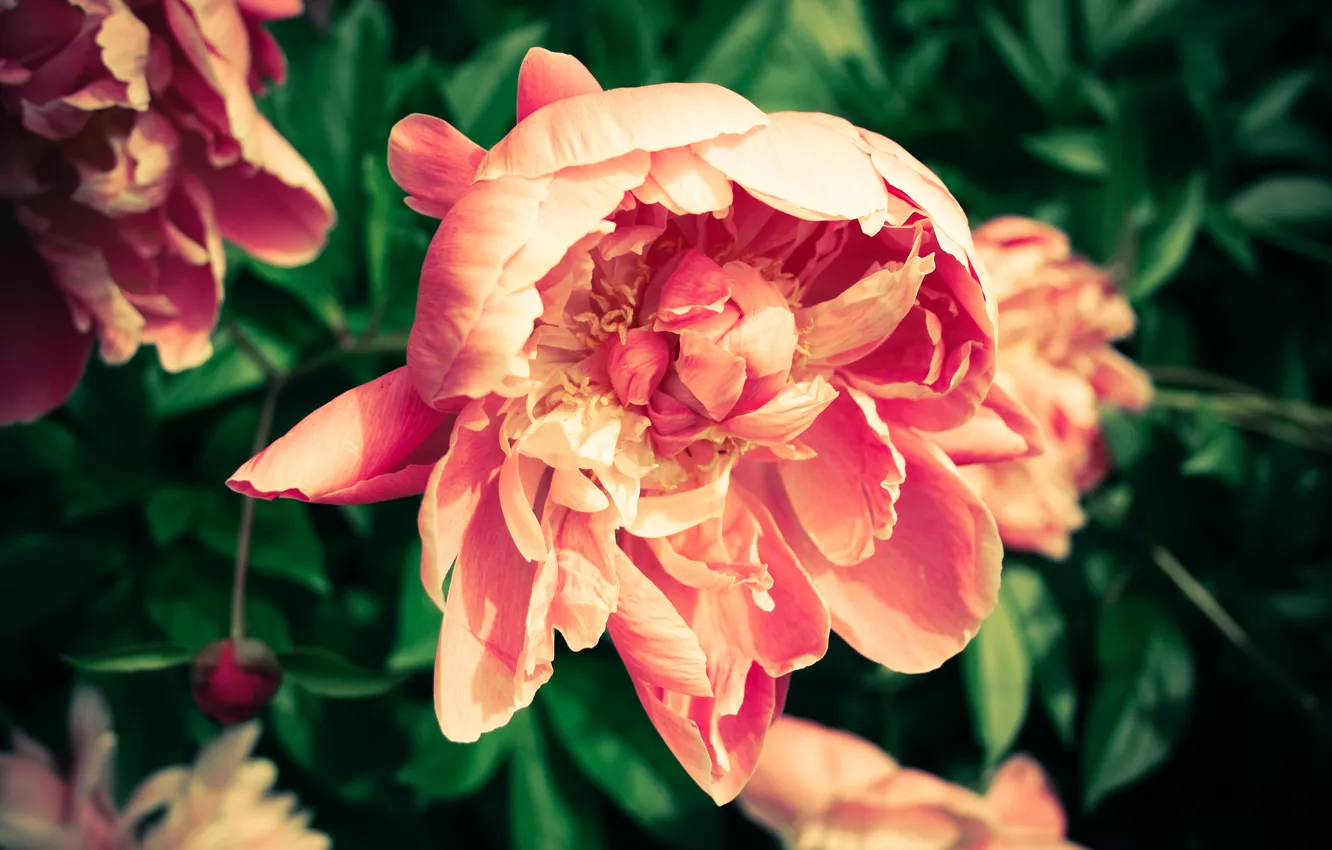 Photo wallpaper flowers, petals, peonies
