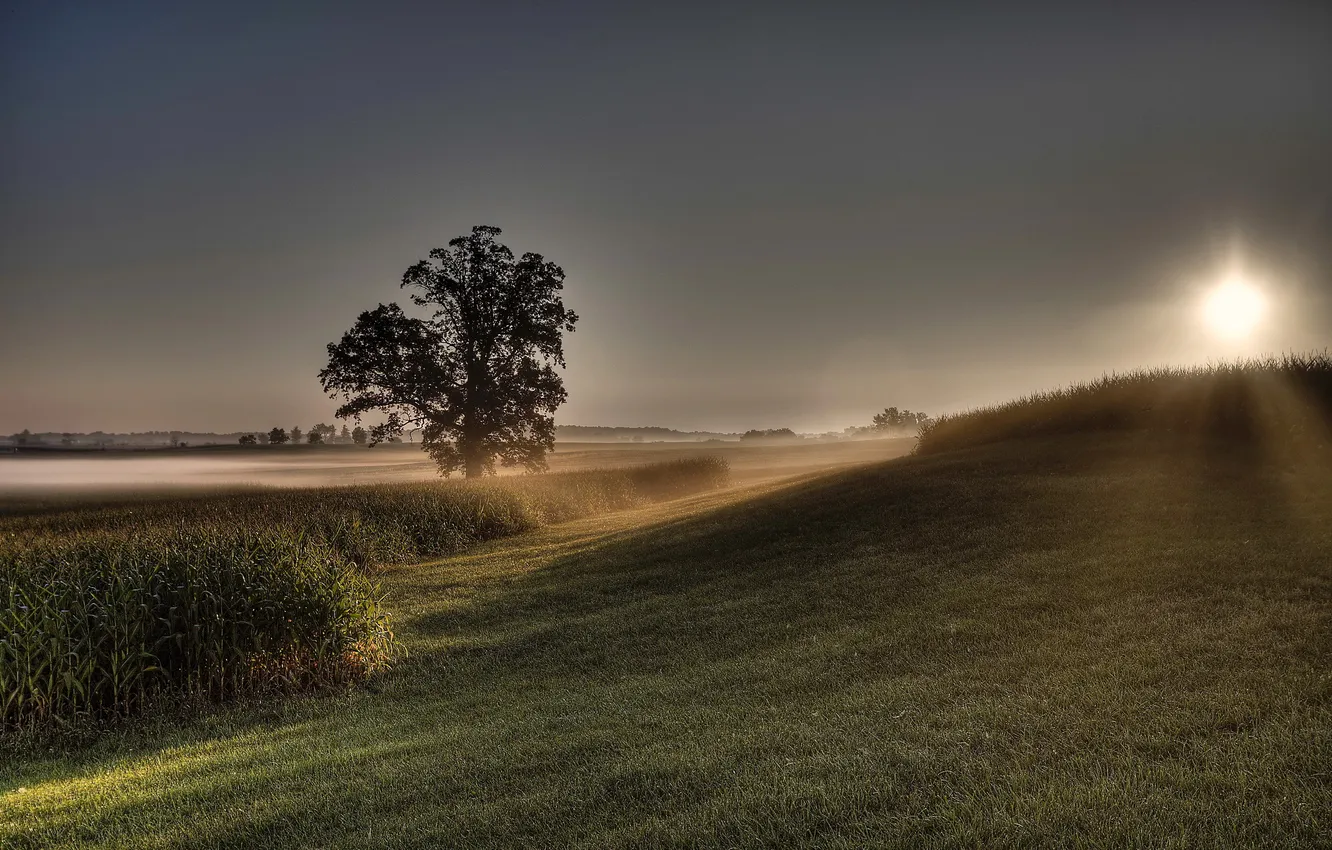 Photo wallpaper field, trees, landscape, sunset, nature