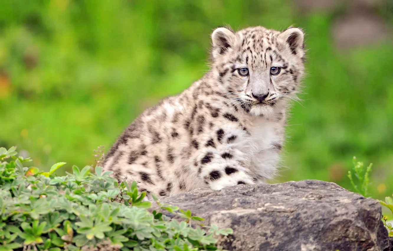Photo wallpaper stones, plant, tiger