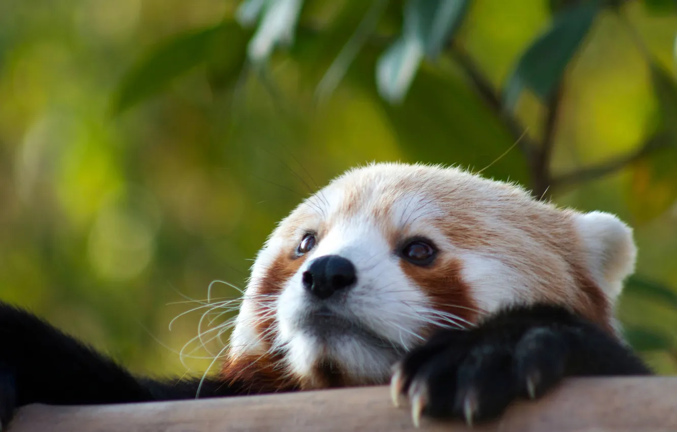 Photo wallpaper head, looks, animal