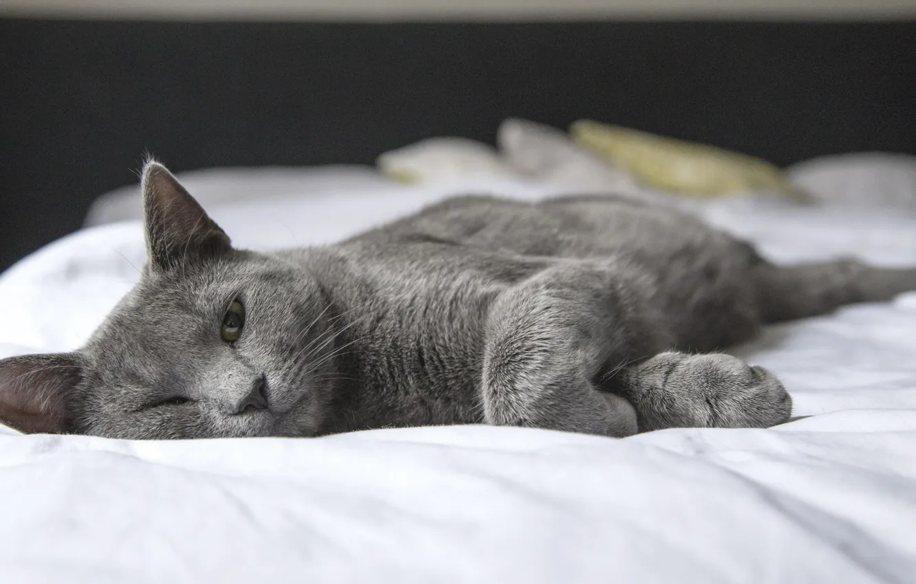 Photo wallpaper cat, sleep, look, bed, pose