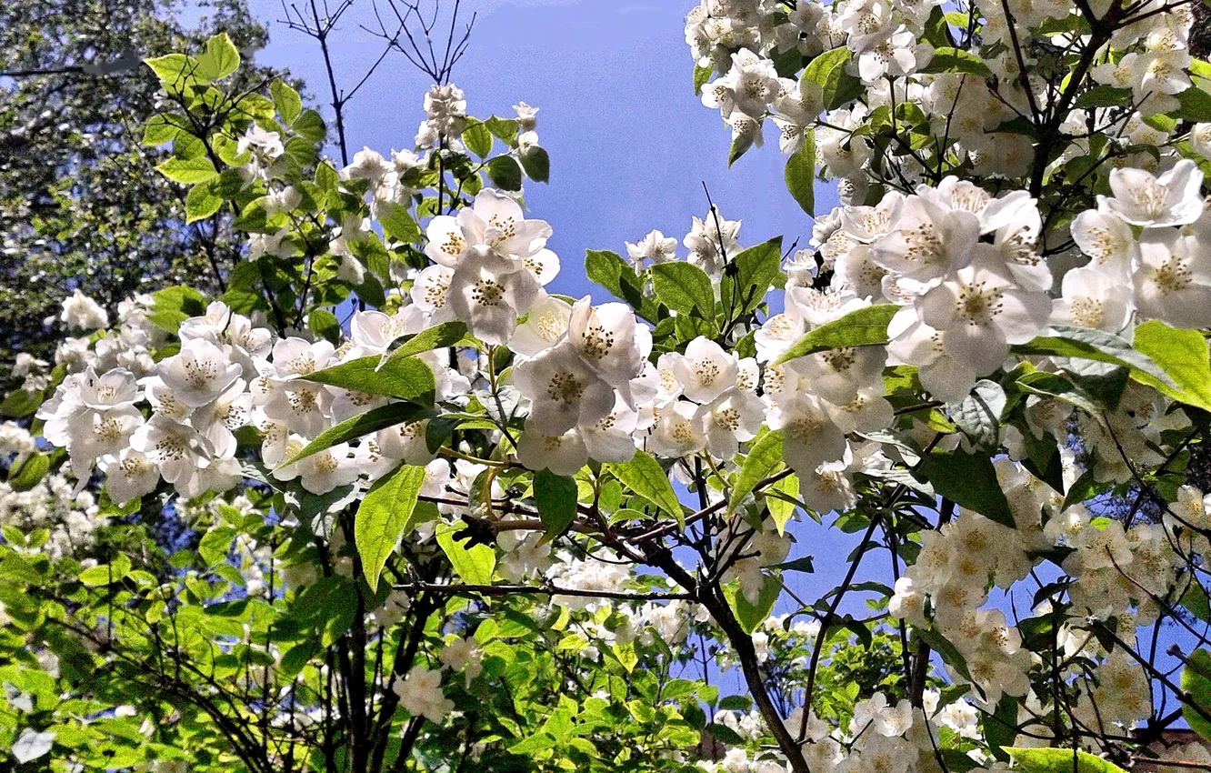 Photo wallpaper flowers, Chubushnik coronal, Summer 2025