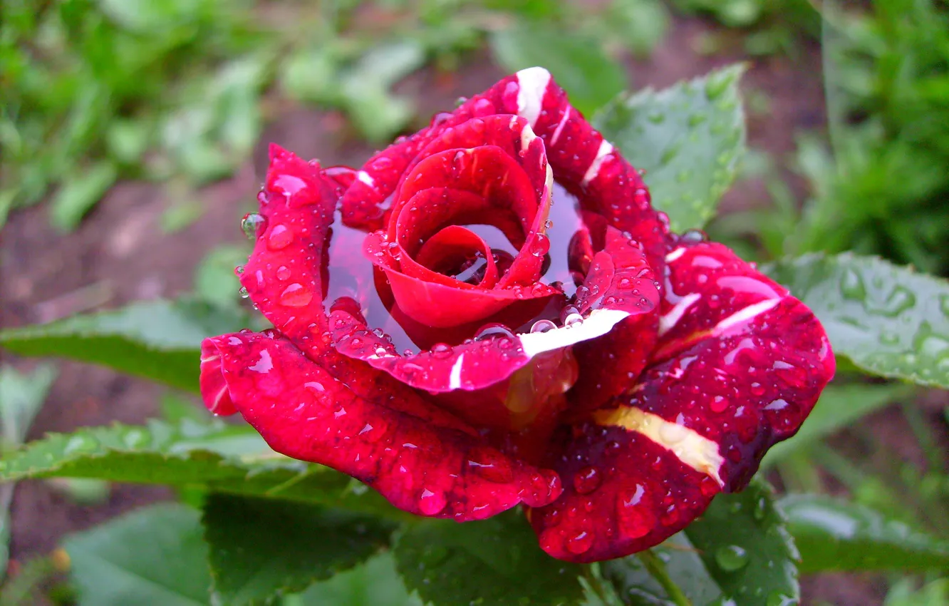 Photo wallpaper flowers, roses, spotted kapl