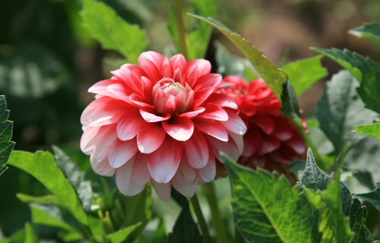 Photo wallpaper summer, the sun, joy, flowers, mood, bright, morning, walk